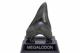 Pathological Fossil Megalodon Tooth - South Carolina #306308-2